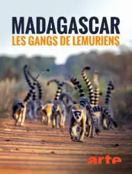 Madagascar : les gangs de lémuriens Saison 1 en streaming