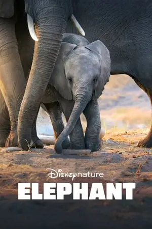 Regarder Elephants en Streaming Gratuit Complet VF VOSTFR HD 720p